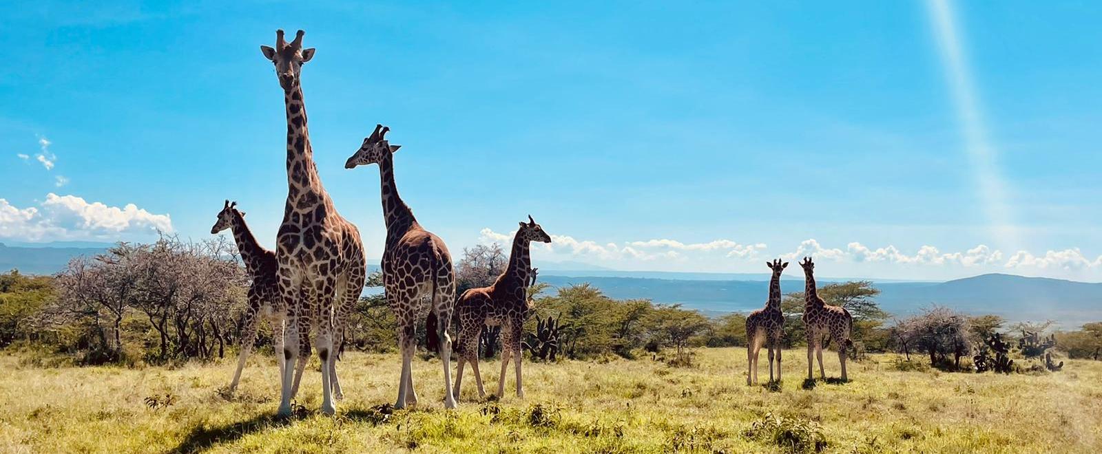 Giraffes on a conservation programme for wildlife volunteers