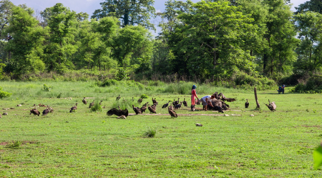 Conservation volunteer work with vultures in Nepal