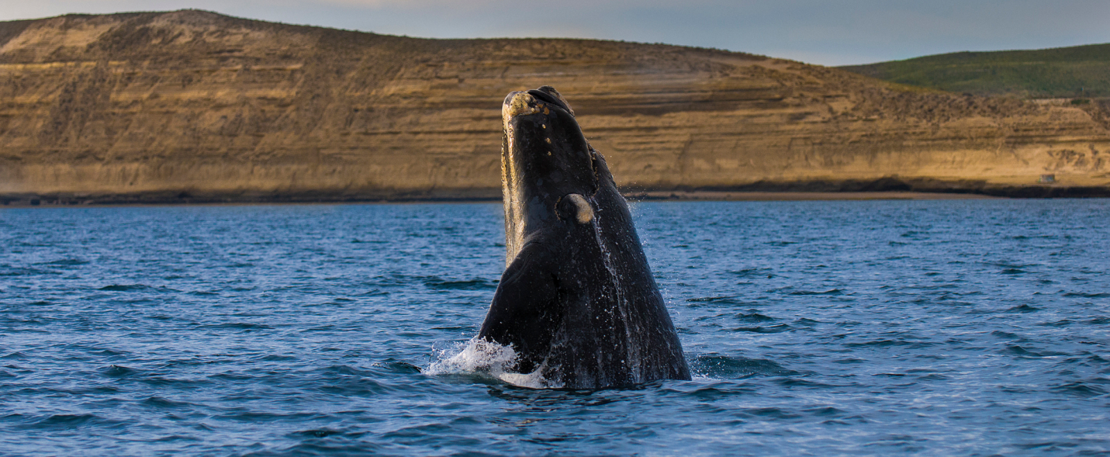 Southern Right whale