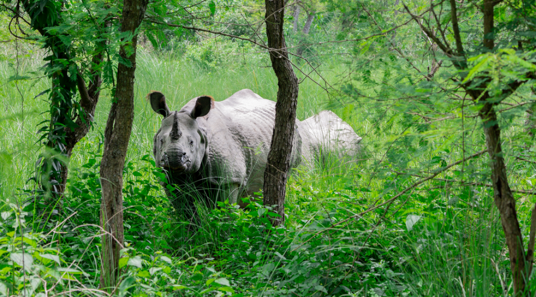 Greater one-horned rhino in Nepal