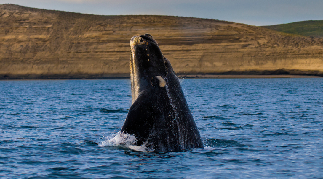 Whale on a marine protection project